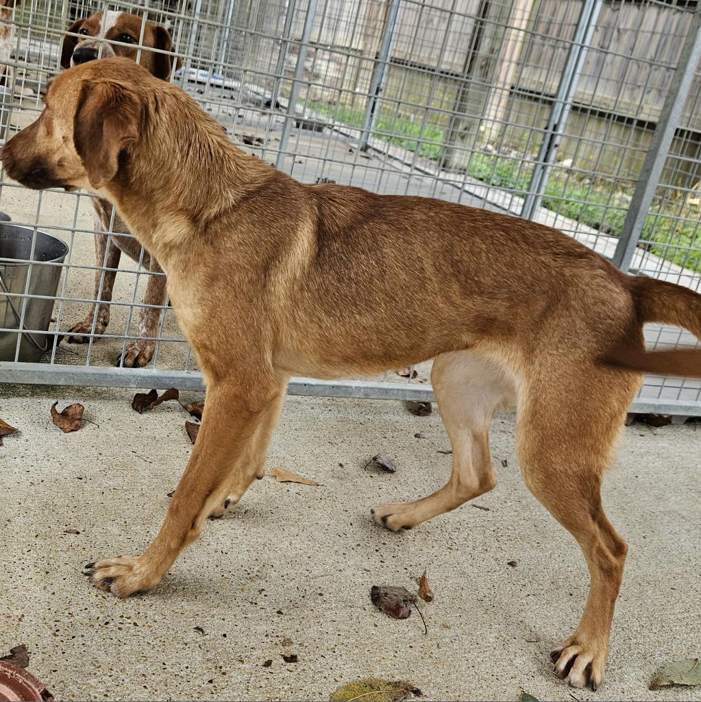 Millie, an adoptable Mixed Breed in Laurel, MS, 39443 | Photo Image 2