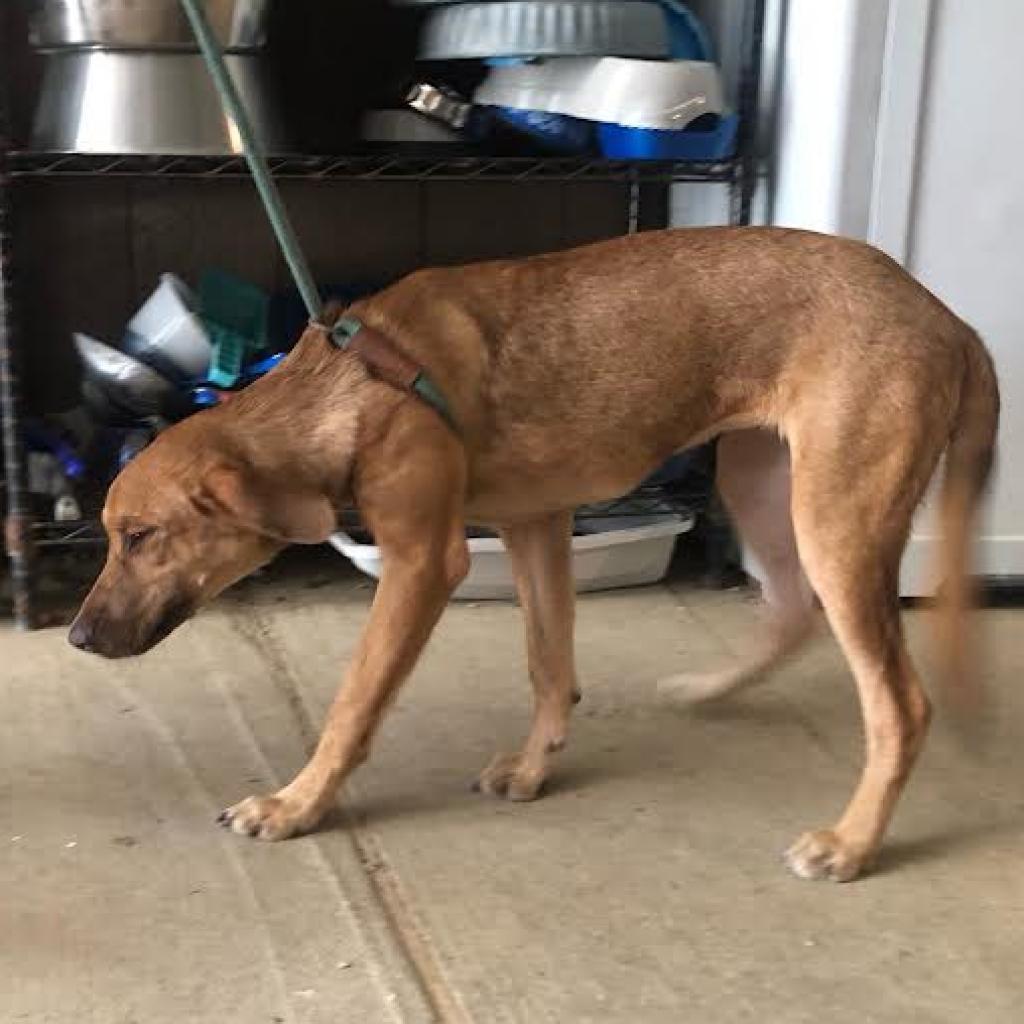 Millie, an adoptable Mixed Breed in Laurel, MS, 39443 | Photo Image 3