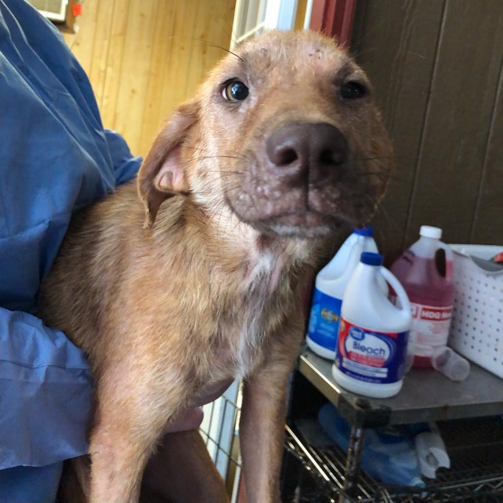 Millie, an adoptable Mixed Breed in Laurel, MS, 39443 | Photo Image 4