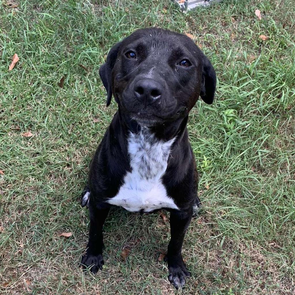 Barker, an adoptable Mixed Breed in Laurel, MS, 39443 | Photo Image 1