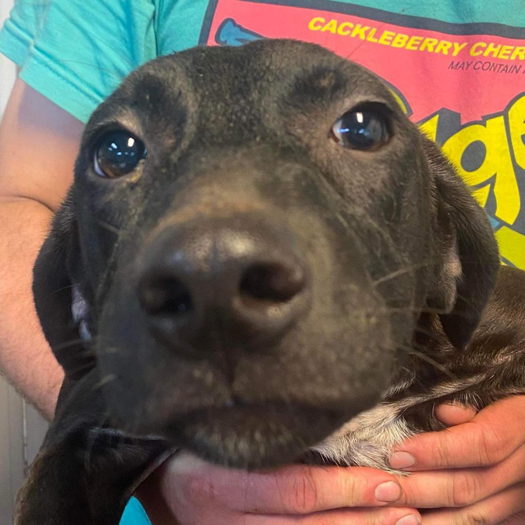 Barker, an adoptable Mixed Breed in Laurel, MS, 39443 | Photo Image 2