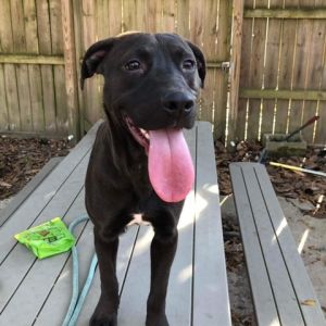 Trey, Adult Male Mixed Breed