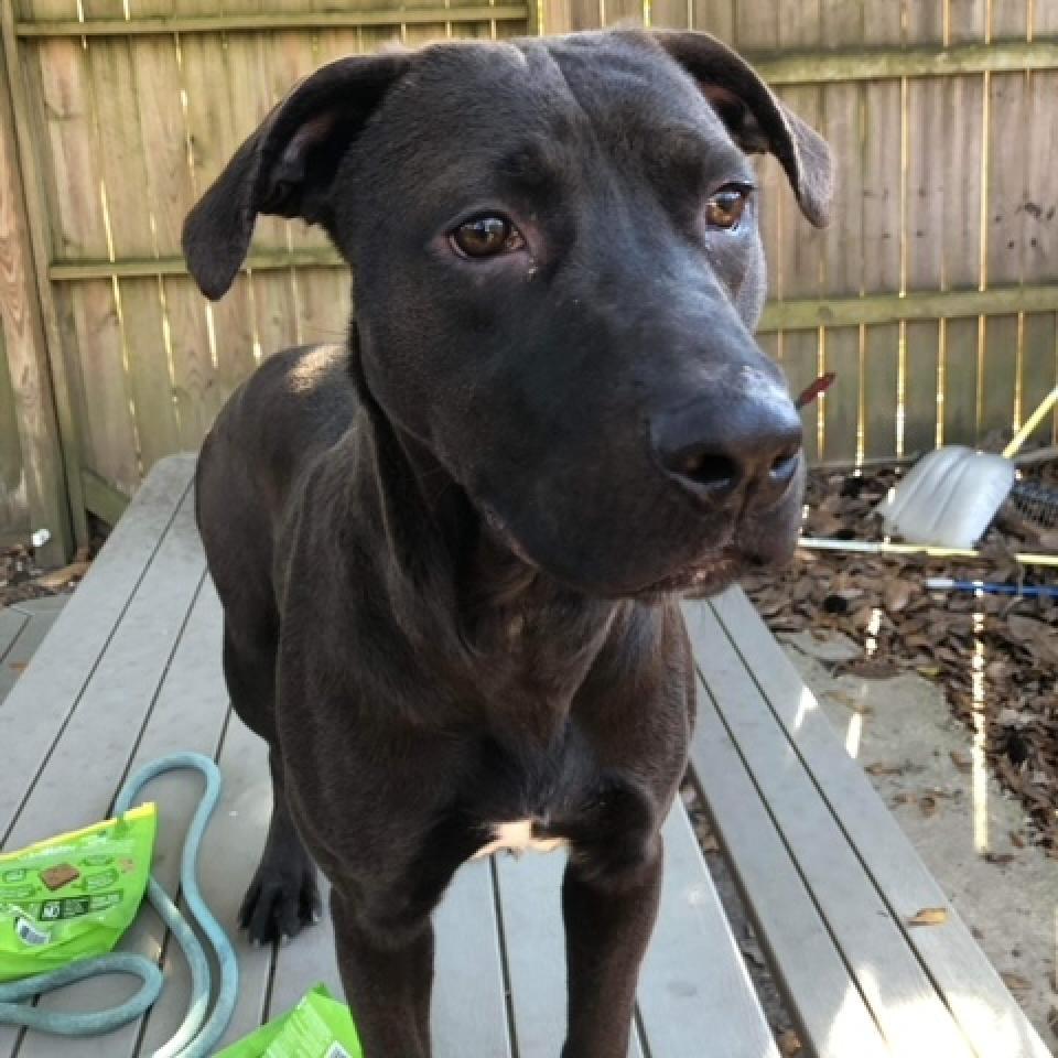 Trey, an adoptable Mixed Breed in Laurel, MS, 39443 | Photo Image 2