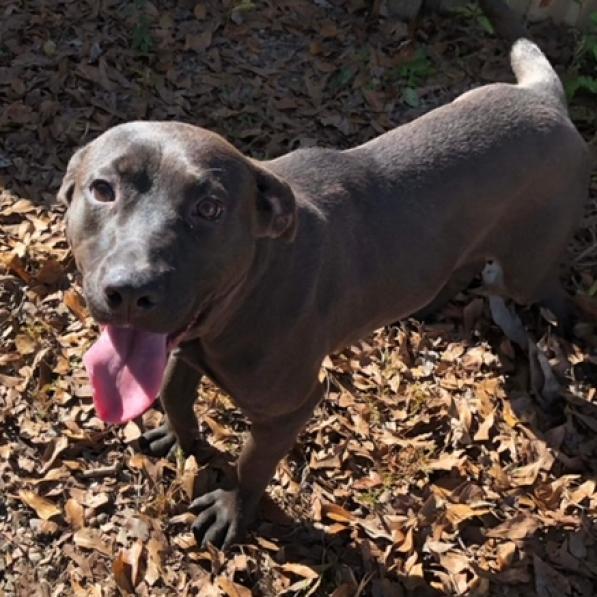 Trey, an adoptable Mixed Breed in Laurel, MS, 39443 | Photo Image 3