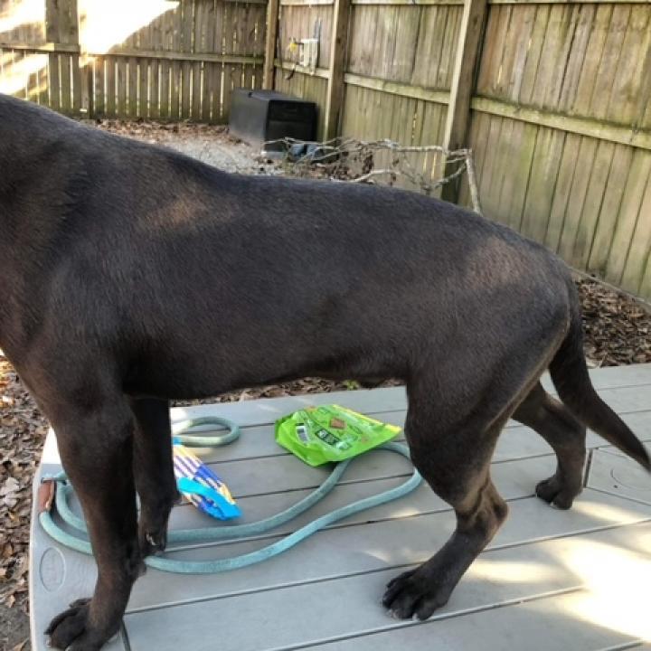 Trey, an adoptable Mixed Breed in Laurel, MS, 39443 | Photo Image 4