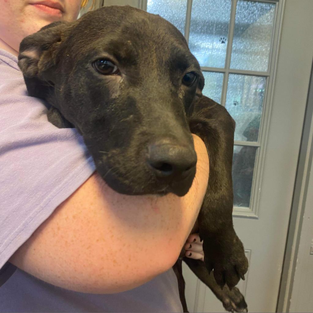 Trey, an adoptable Mixed Breed in Laurel, MS, 39443 | Photo Image 5