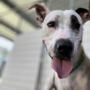 Spencer, Senior Male American Bulldog