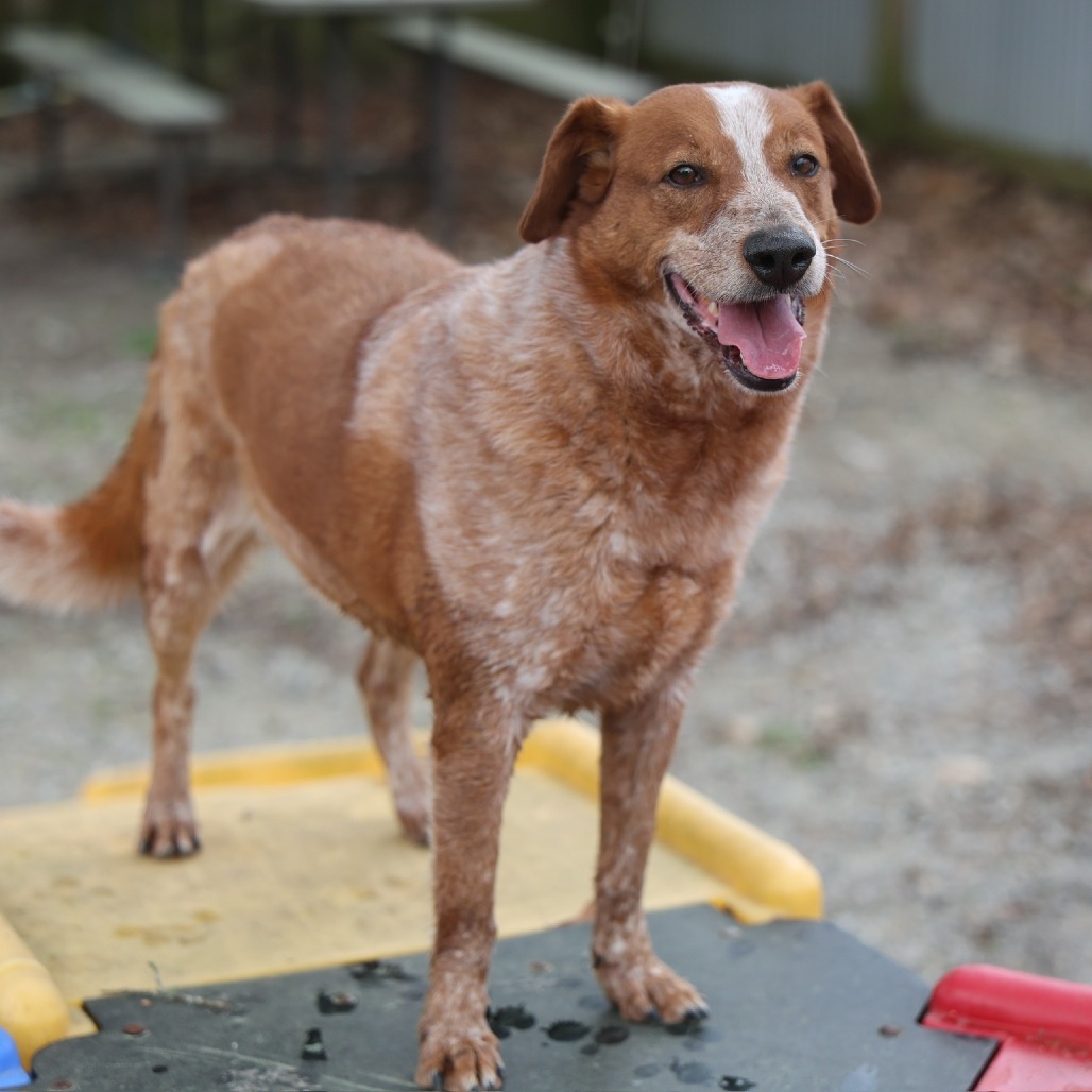 Alex, an adoptable Cattle Dog, Basset Hound in Laurel, MS, 39443 | Photo Image 1