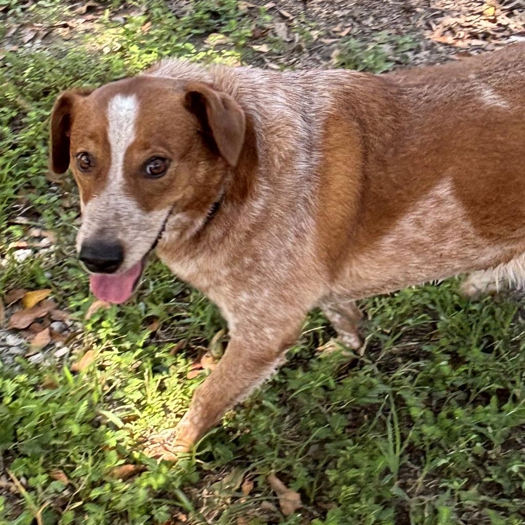 Alex, an adoptable Cattle Dog, Basset Hound in Laurel, MS, 39443 | Photo Image 2