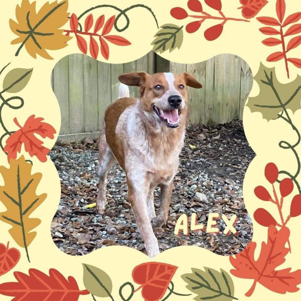 Alex, an adoptable Cattle Dog, Basset Hound in Laurel, MS, 39443 | Photo Image 3