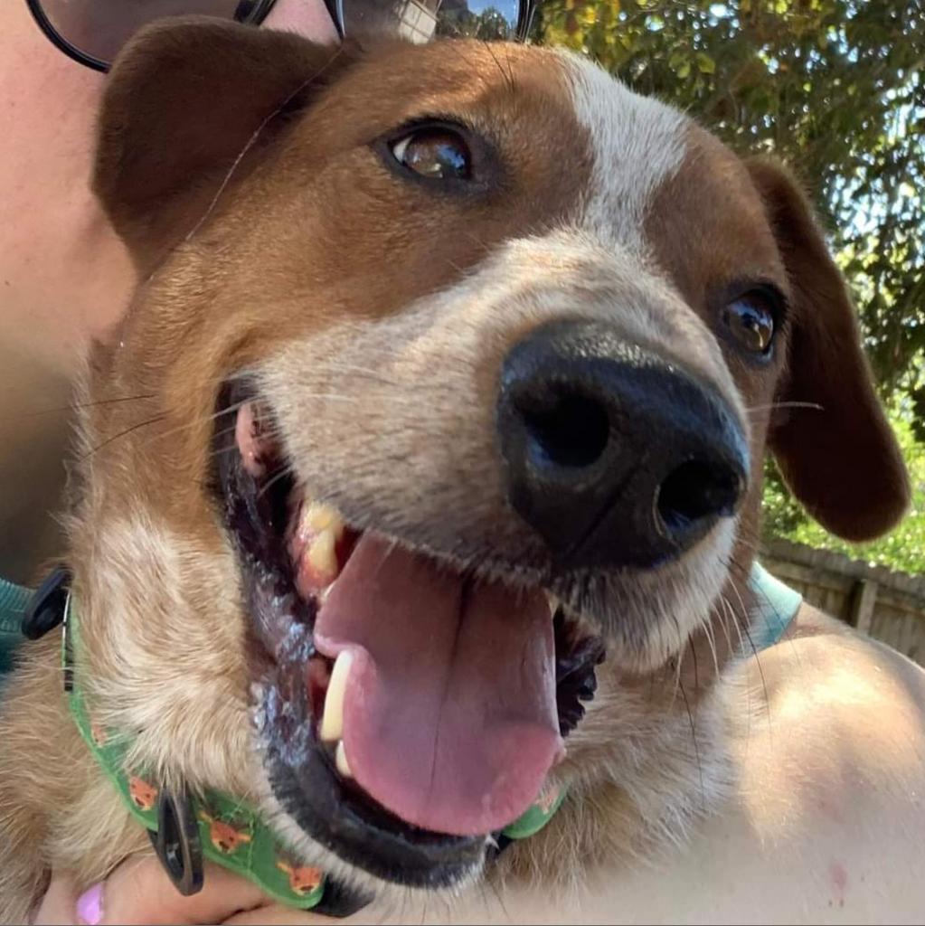 Alex, an adoptable Cattle Dog, Basset Hound in Laurel, MS, 39443 | Photo Image 4