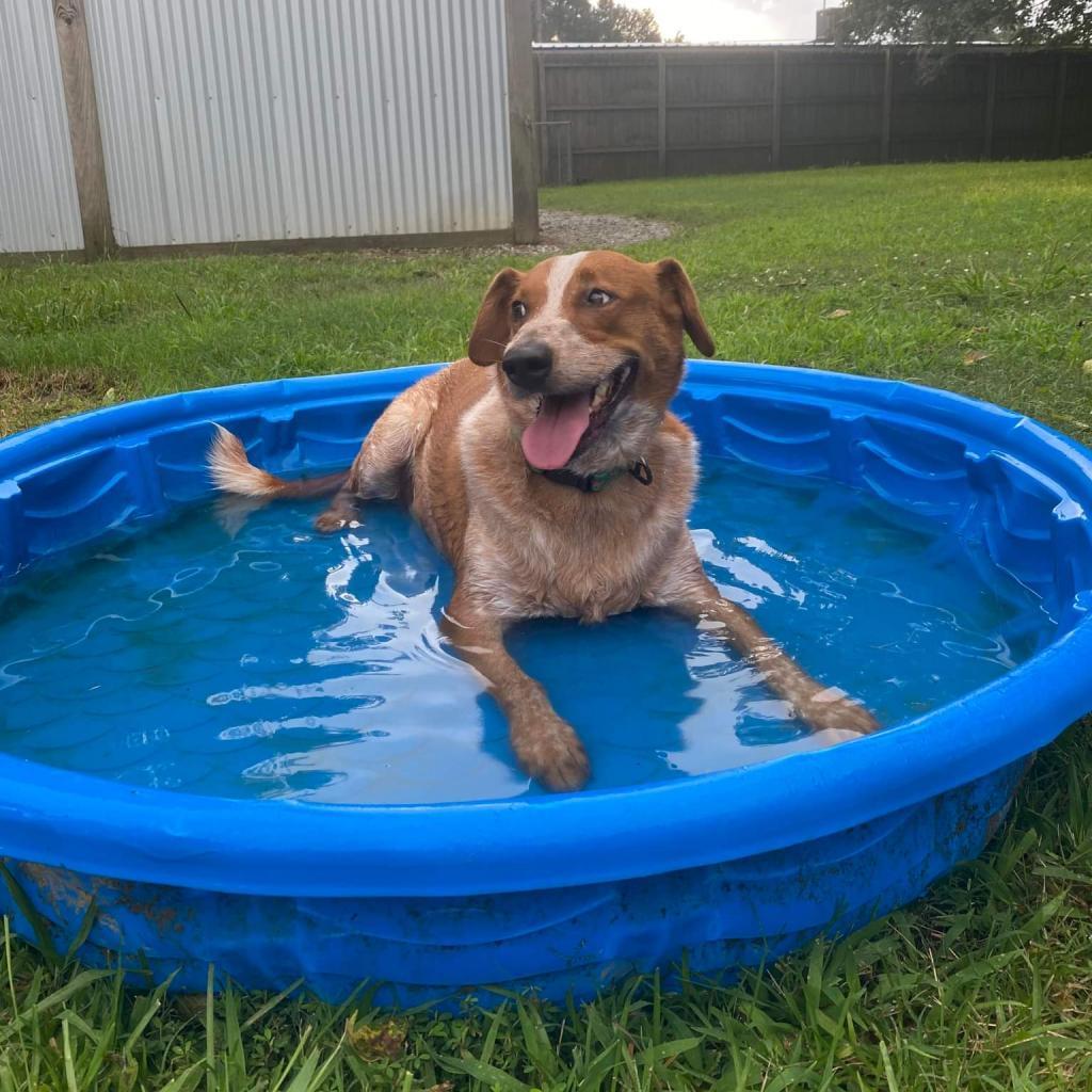 Alex, an adoptable Cattle Dog, Basset Hound in Laurel, MS, 39443 | Photo Image 5