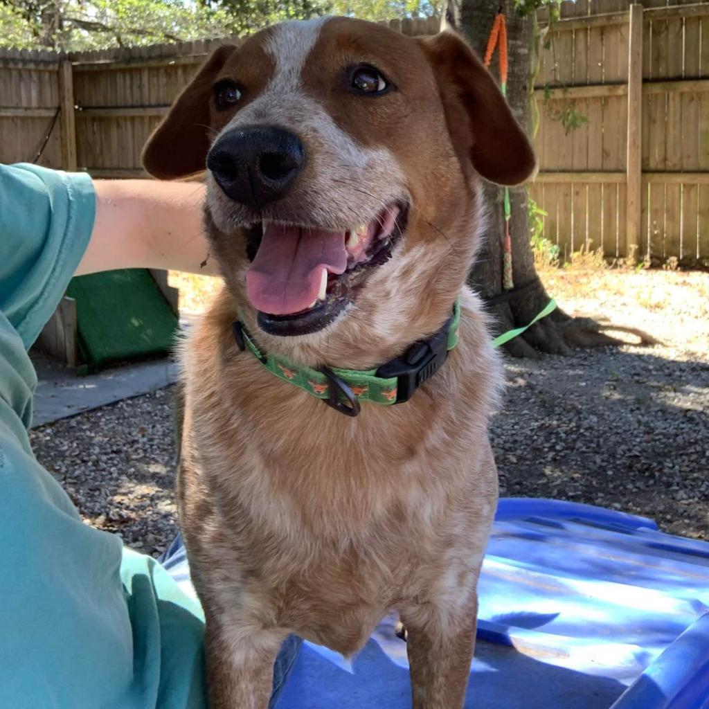 Alex, an adoptable Cattle Dog, Basset Hound in Laurel, MS, 39443 | Photo Image 6