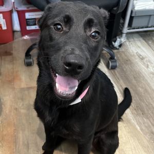 Peaches, Young Female Labrador Retriever