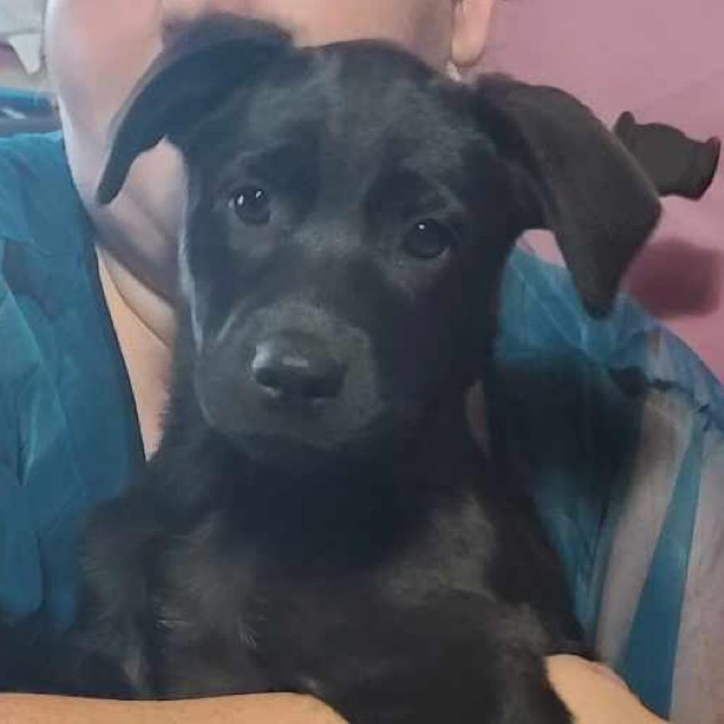 Peaches, an adoptable Labrador Retriever in Laurel, MS, 39443 | Photo Image 2