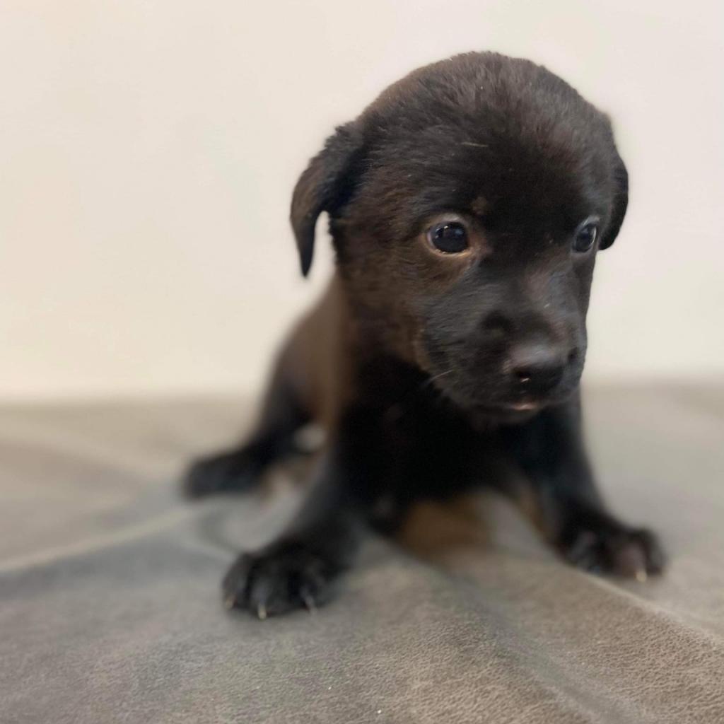 Peaches, an adoptable Labrador Retriever in Laurel, MS, 39443 | Photo Image 3