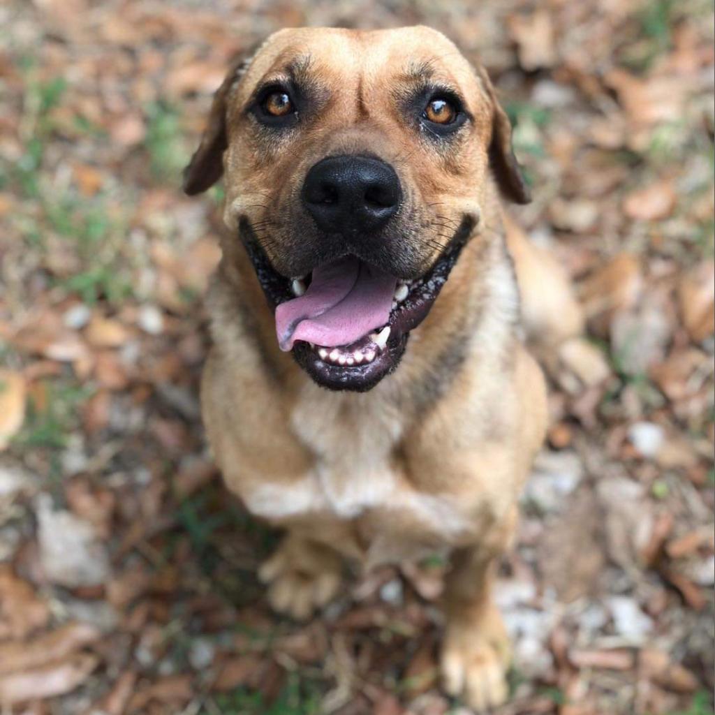 M&M, an adoptable Mixed Breed in Laurel, MS, 39443 | Photo Image 1
