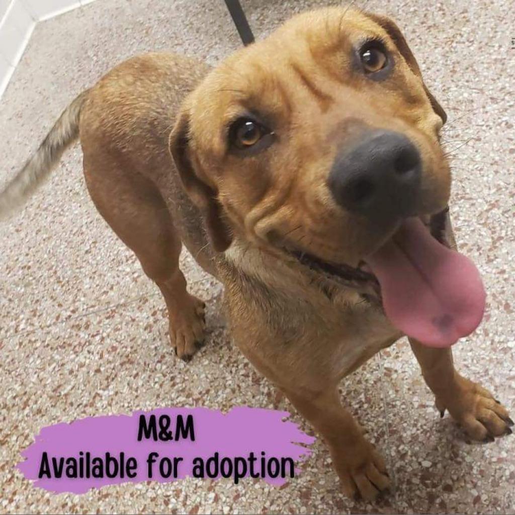 M&M, an adoptable Mixed Breed in Laurel, MS, 39443 | Photo Image 2