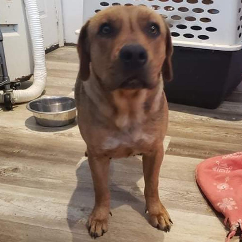 M&M, an adoptable Mixed Breed in Laurel, MS, 39443 | Photo Image 3