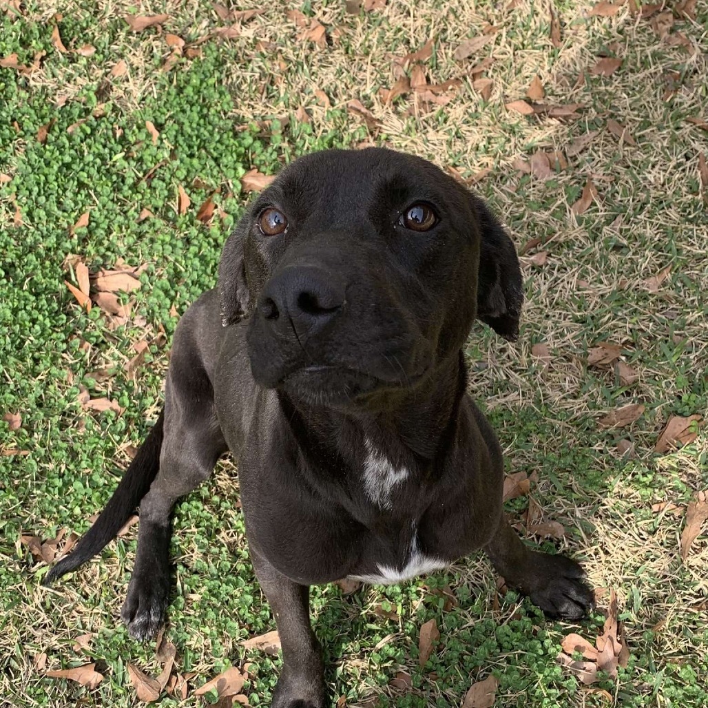 Blackey, an adoptable Mixed Breed in Laurel, MS, 39443 | Photo Image 1