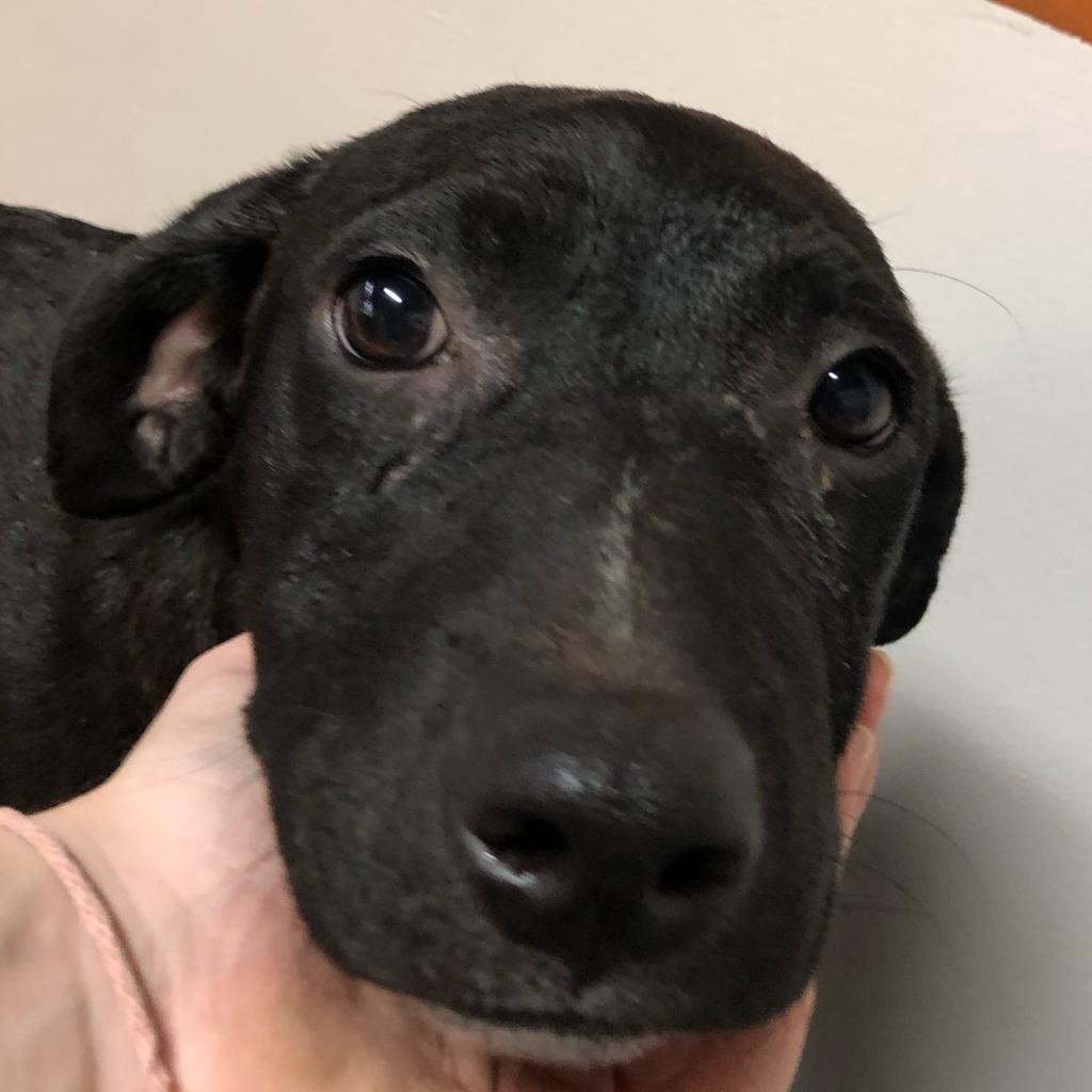 Blackey, an adoptable Mixed Breed in Laurel, MS, 39443 | Photo Image 2