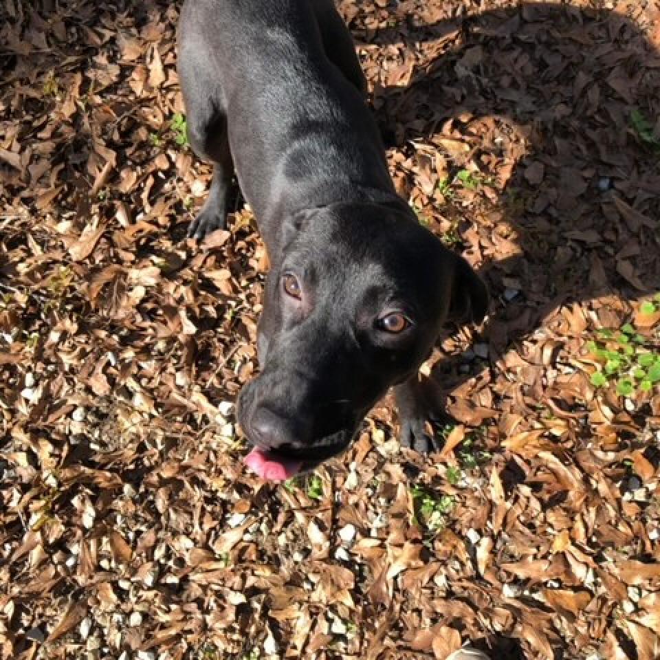 Blackey, an adoptable Mixed Breed in Laurel, MS, 39443 | Photo Image 3