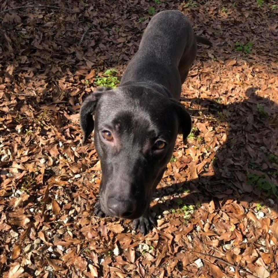 Blackey, an adoptable Mixed Breed in Laurel, MS, 39443 | Photo Image 4