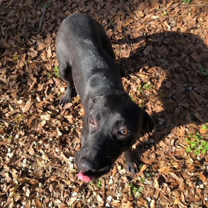 Blackey 5