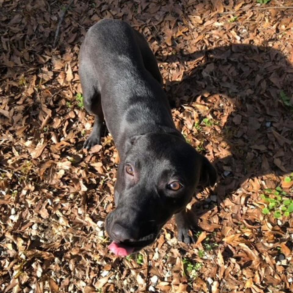 Blackey, an adoptable Mixed Breed in Laurel, MS, 39443 | Photo Image 5