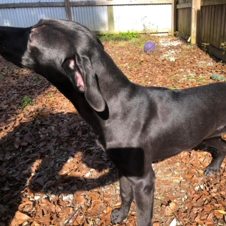 Blackey, an adoptable Mixed Breed in Laurel, MS, 39443 | Photo Image 6