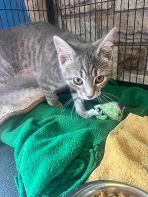 Meet Fiji the adorable 11-week-old male grey tabby kitten ready to bring some tropical warmth into 