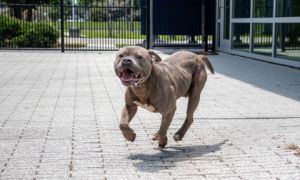 Ozzy Pawsborne (Underdog) Pit Bull Terrier Dog