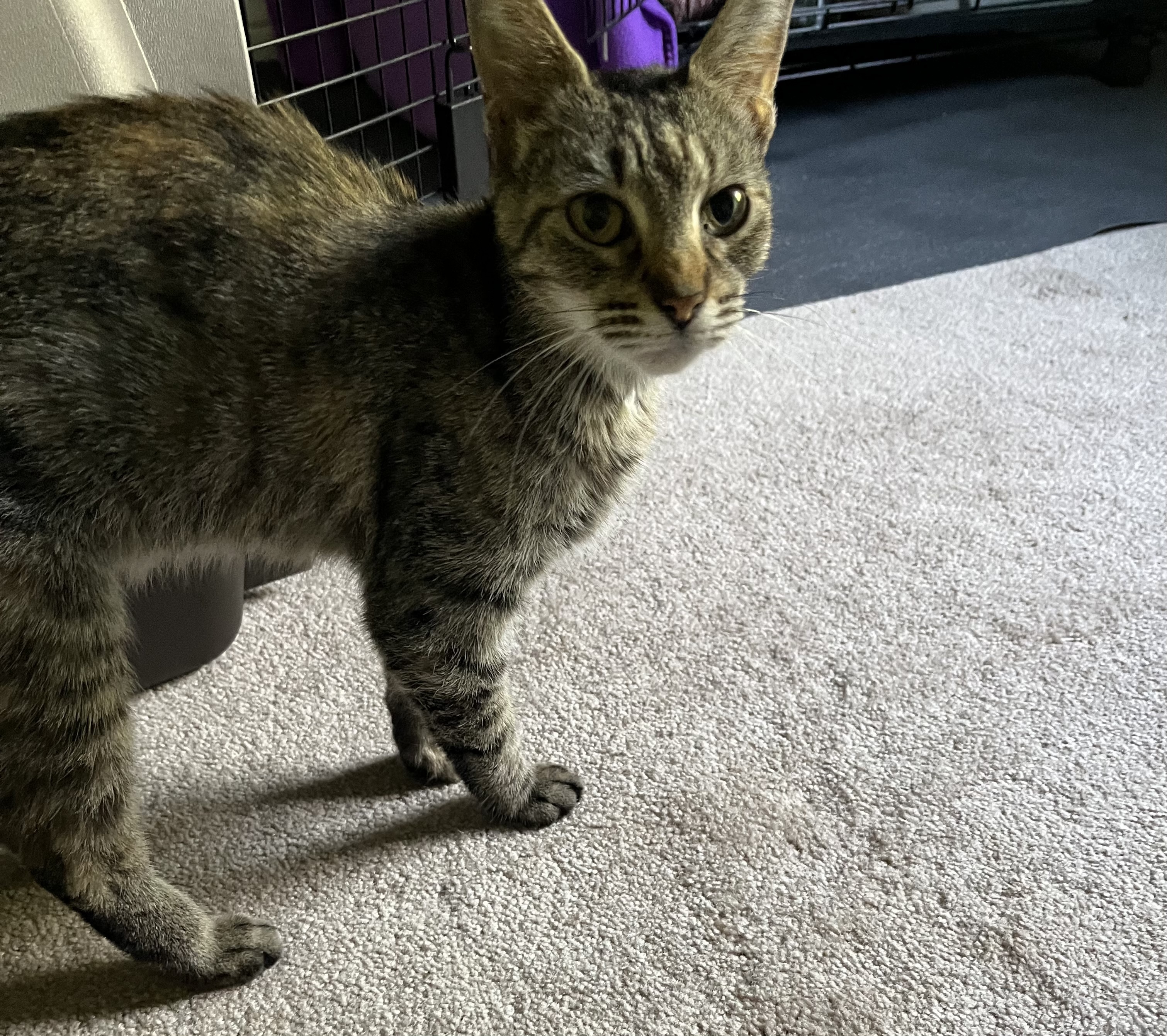 Bitsy, an adoptable Domestic Short Hair in Murphysboro, IL, 62966 | Photo Image 2