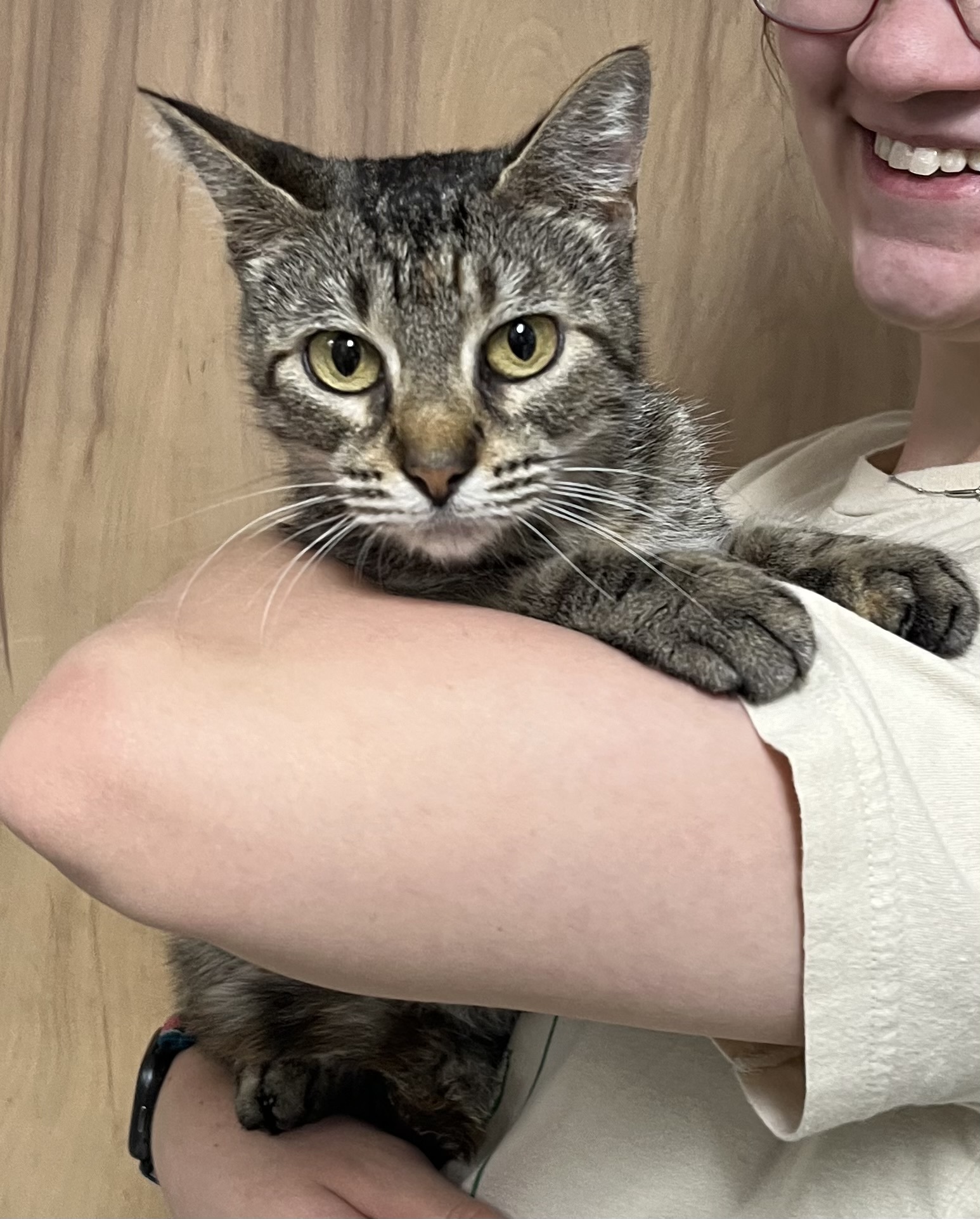 Bitsy, an adoptable Domestic Short Hair in Murphysboro, IL, 62966 | Photo Image 4