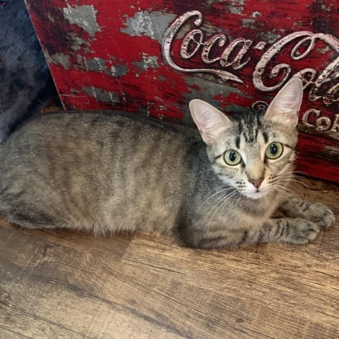 Blossom, an adoptable American Shorthair in Denison, TX, 75021 | Photo Image 1