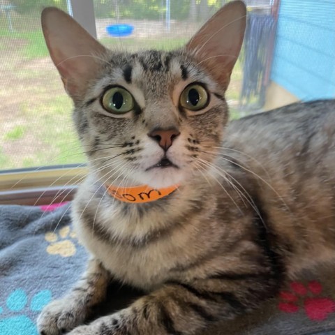 Blossom, an adoptable American Shorthair in Denison, TX, 75021 | Photo Image 2