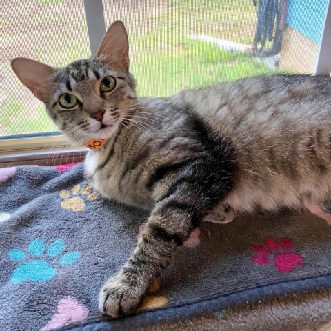 Blossom, an adoptable American Shorthair in Denison, TX, 75021 | Photo Image 3