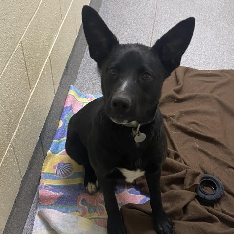 Max, an adoptable Australian Kelpie in Cedaredge, CO, 81413 | Photo Image 1