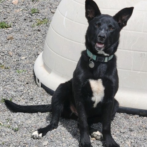 Max, an adoptable Australian Kelpie in Cedaredge, CO, 81413 | Photo Image 2