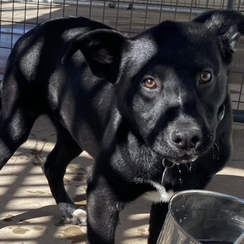 Max, an adoptable Australian Kelpie in Cedaredge, CO, 81413 | Photo Image 5