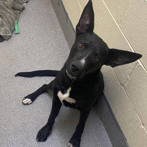 Rex, an adoptable Australian Kelpie in Cedaredge, CO, 81413 | Photo Image 1