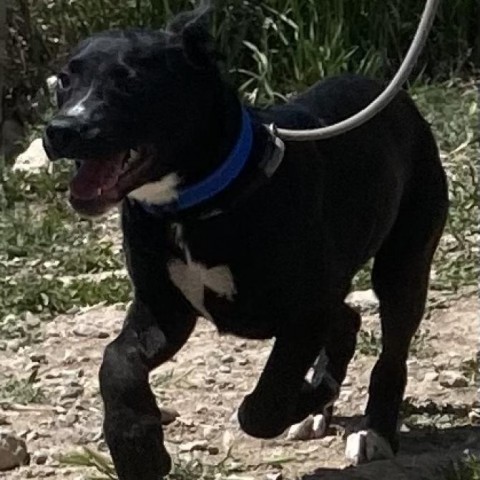 Rex, an adoptable Australian Kelpie in Cedaredge, CO, 81413 | Photo Image 2