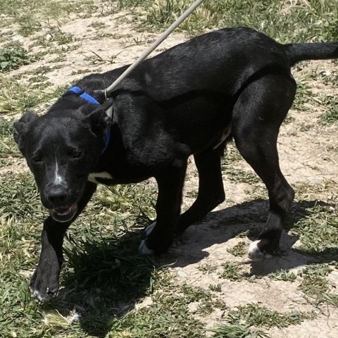 Rex, an adoptable Australian Kelpie in Cedaredge, CO, 81413 | Photo Image 3