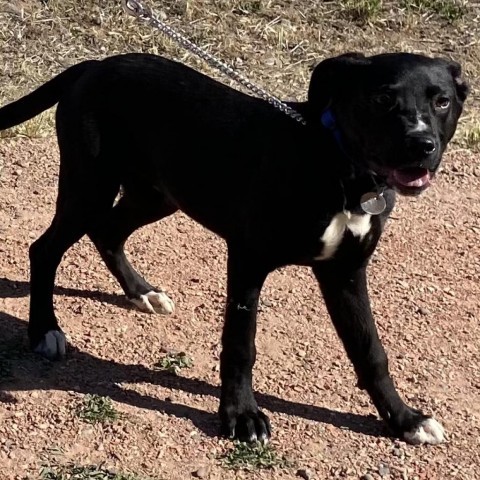 Rex, an adoptable Australian Kelpie in Cedaredge, CO, 81413 | Photo Image 4