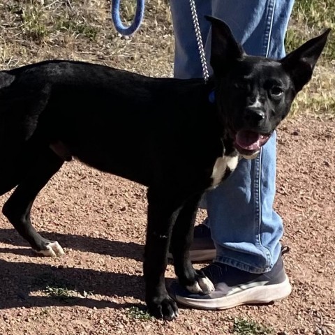 Rex, an adoptable Australian Kelpie in Cedaredge, CO, 81413 | Photo Image 5