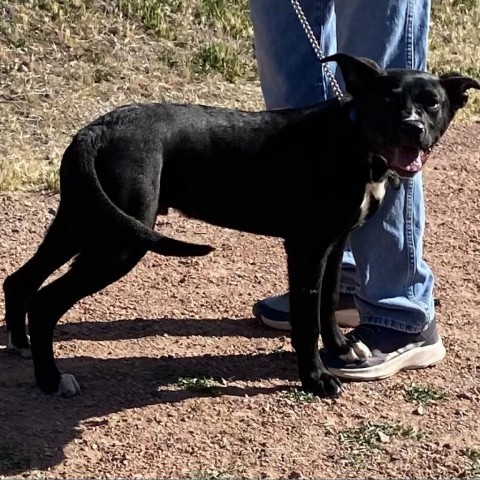 Rex, an adoptable Australian Kelpie in Cedaredge, CO, 81413 | Photo Image 6