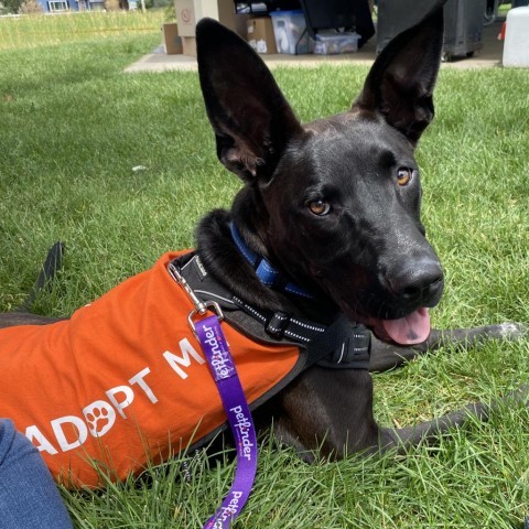 Teddy, an adoptable Australian Kelpie in Cedaredge, CO, 81413 | Photo Image 1