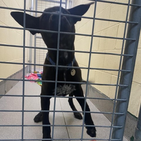 Teddy, an adoptable Australian Kelpie in Cedaredge, CO, 81413 | Photo Image 2