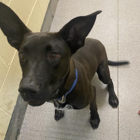 Teddy, an adoptable Australian Kelpie in Cedaredge, CO, 81413 | Photo Image 3