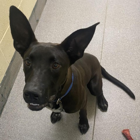 Teddy, an adoptable Australian Kelpie in Cedaredge, CO, 81413 | Photo Image 4